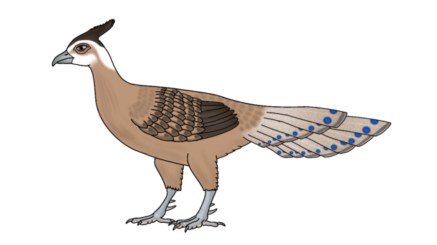 Palawan Peacock Pheasant f adjust r