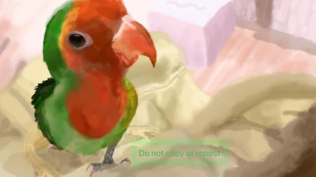 Fischers-Rosy faced Lovebird on hoodie