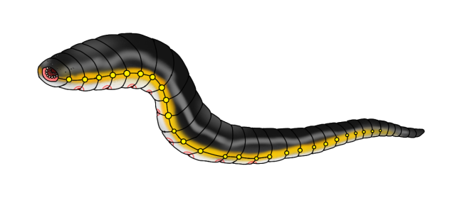 Tlanusi