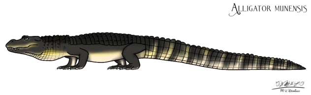 Alligator munensis