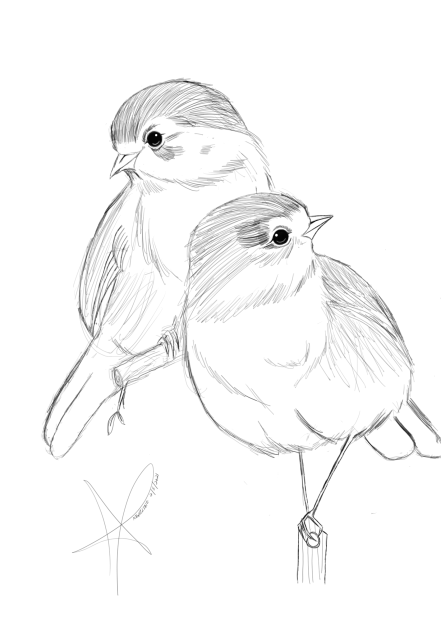 Fluffy bird sketch