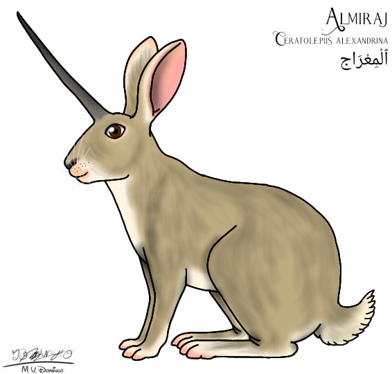 Almiraj (2023) male