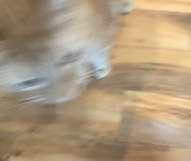 my cat.