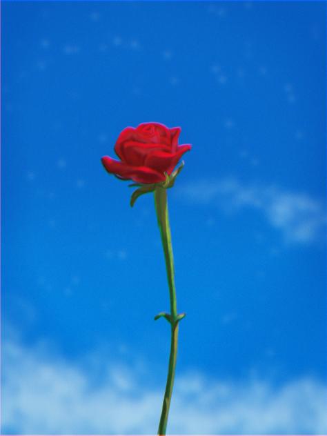 rose study