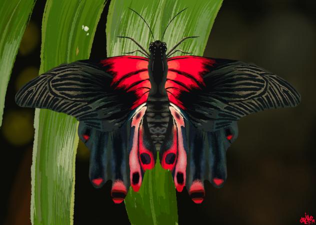Scarlet Mormon butterfly