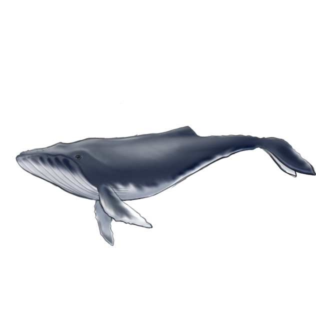 ザトウクジラ