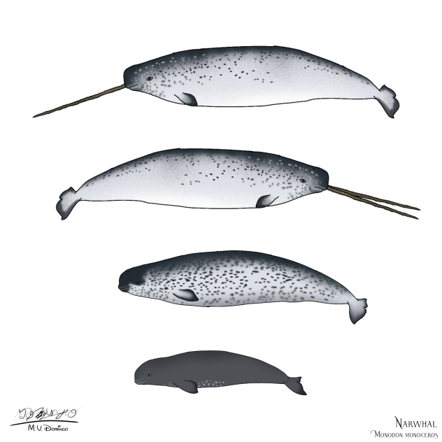 Narwhal