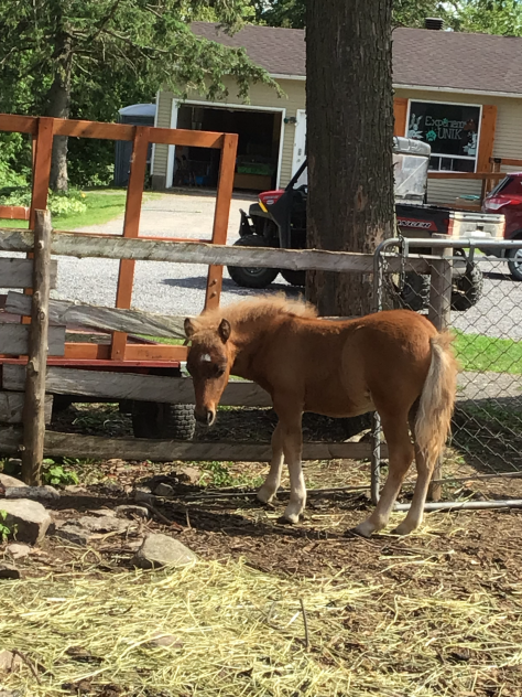 This is where I’m at a farm 🐴🐰🐐🐖🐄🚜🐏🌾🐓🐥