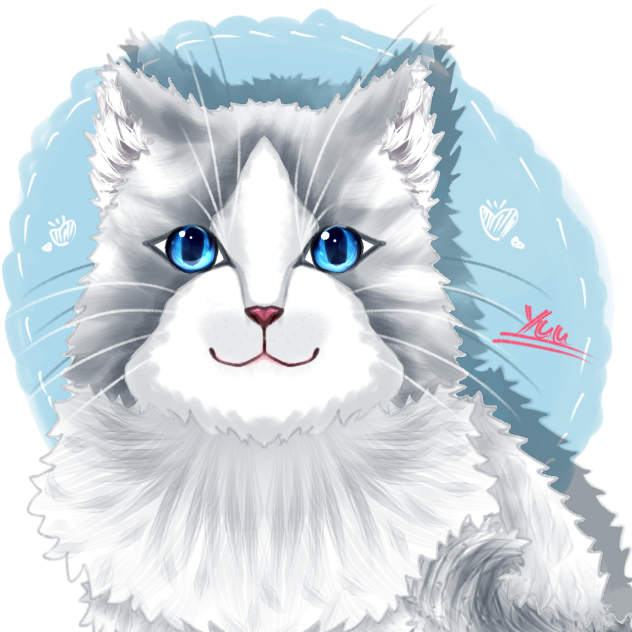 ラグドール(バイカラー) 愛猫です