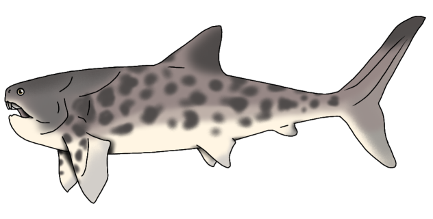 Holdenius holdeni render