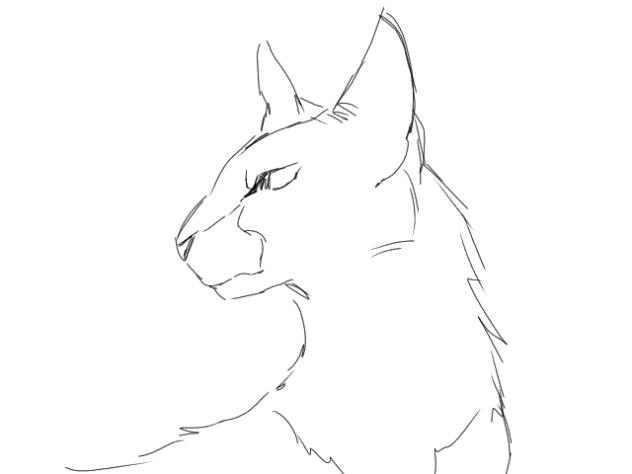 TEST ANIM!