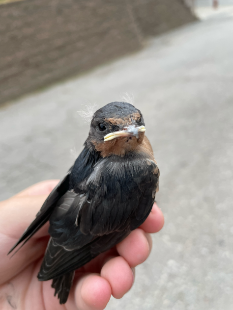 BRO A BIRD FLEW ONTO ME AND I HELD IT