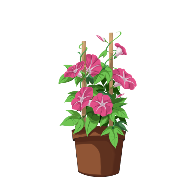 朝顔