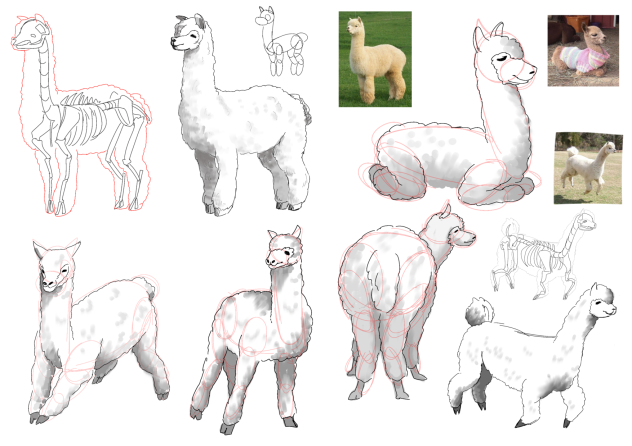 Alpaca study