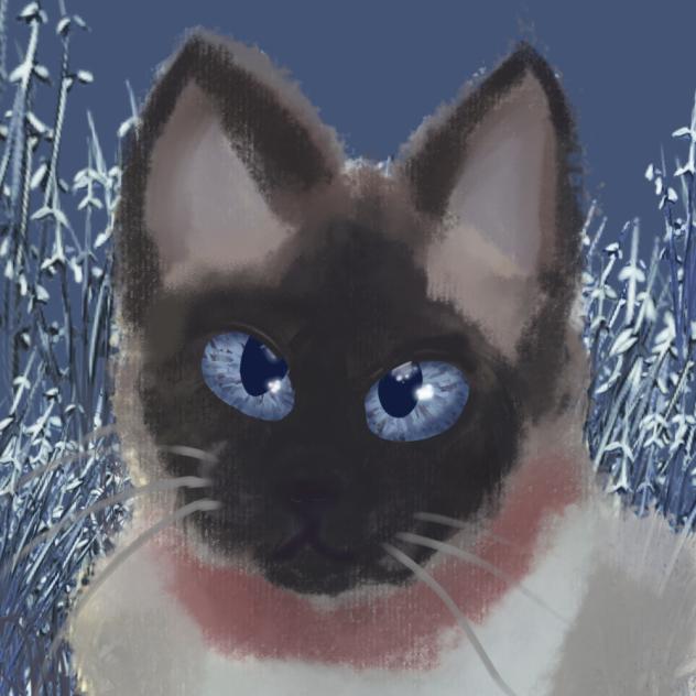 Lua, la felina nocturna