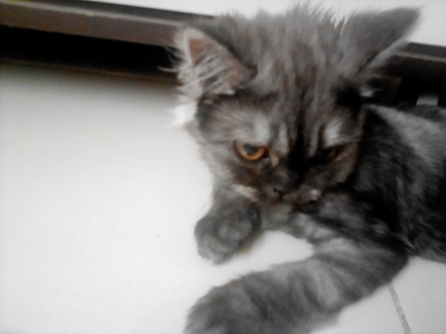 My cat