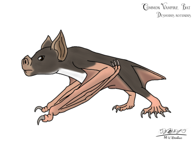 Common Vampire Bat