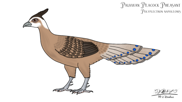 Palawan Peacock Pheasant f