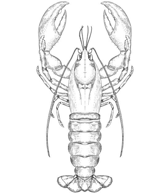 Lobster stamp.