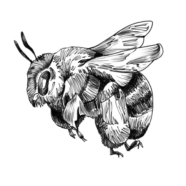 bee