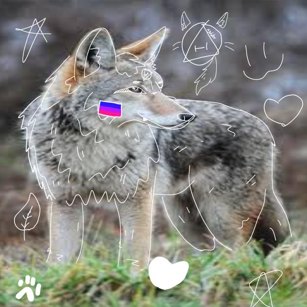 Therian Coyote pfp