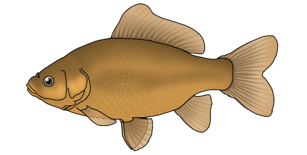 Goldfish (brown) render