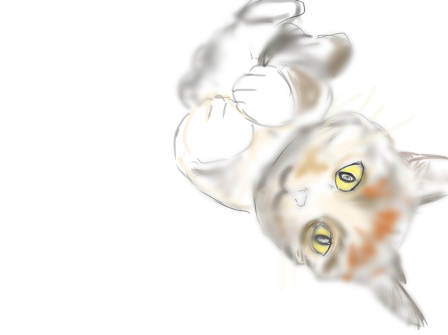 猫276