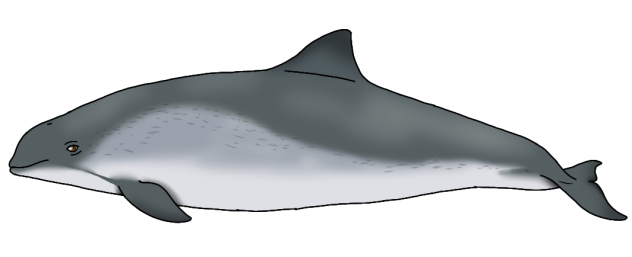 Harbor Porpoise render