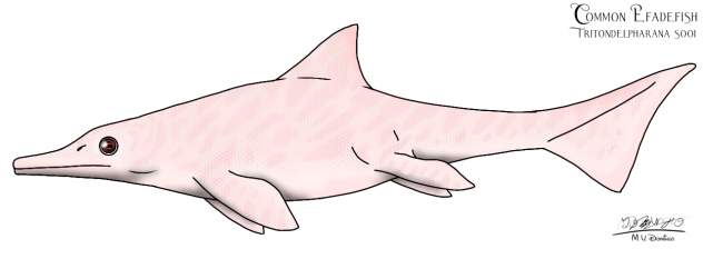 Common Efadefish (albino)