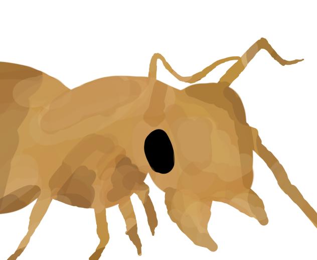 Ant