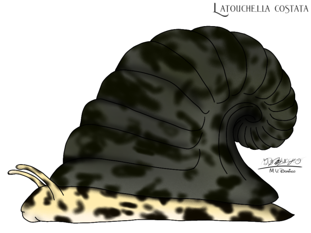 Latouchella costata