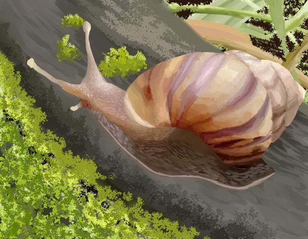 snail²