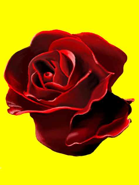 情熱の真っ赤な薔薇