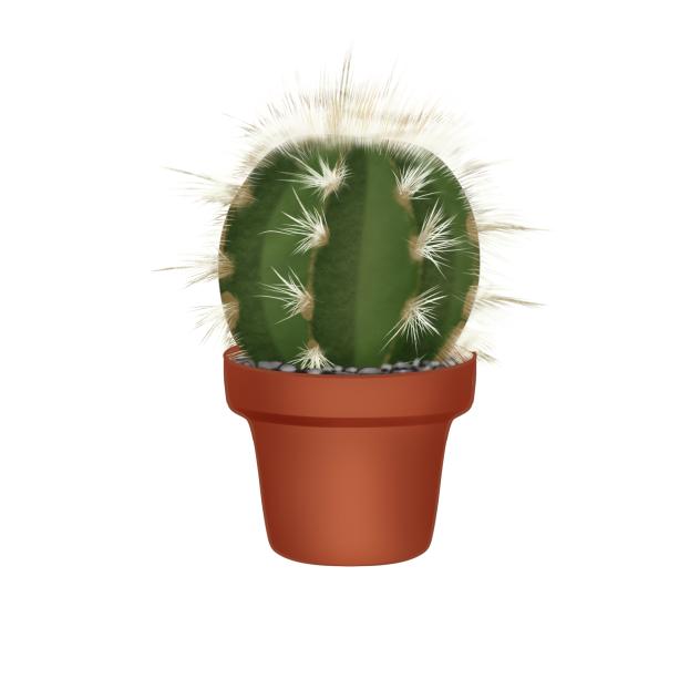 Cactus