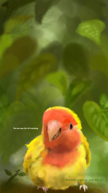 Rosy-faced lovebird