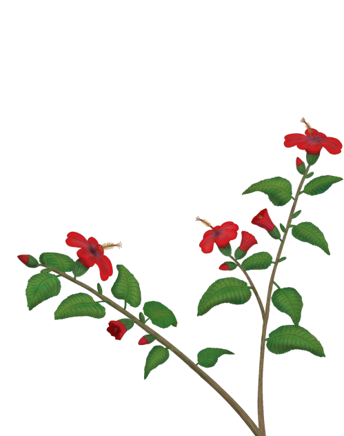 hibiscus png - ibisPaint