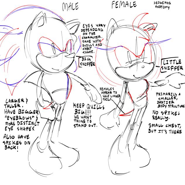 hedgehog anatomy