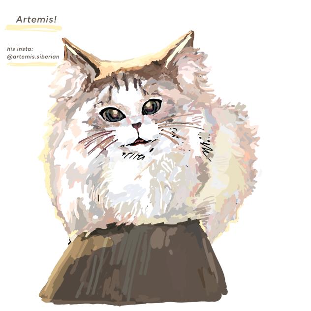 Artemis the gorgeous siberian forest cat