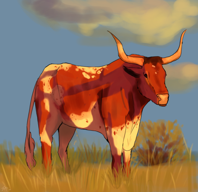 A long-horn steer