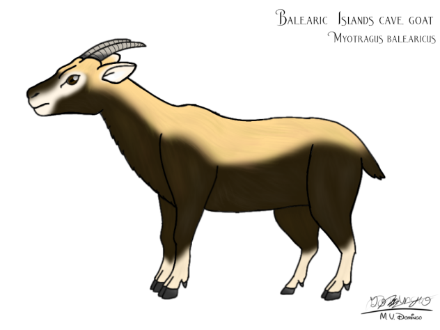 Myotragus balearicus