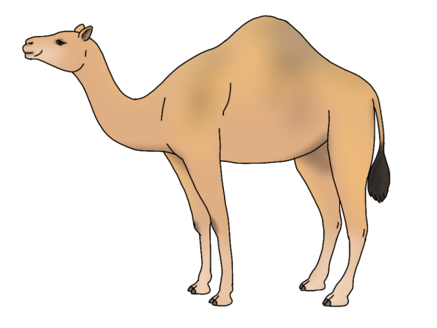 Dromedary2
