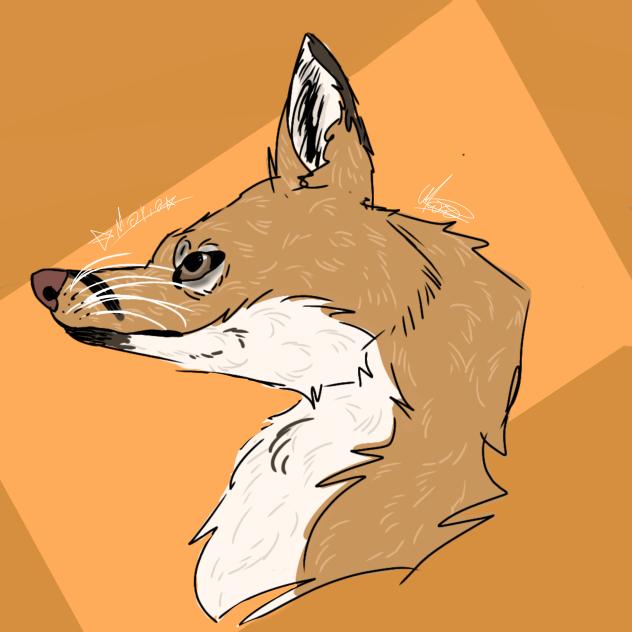 fox pfp