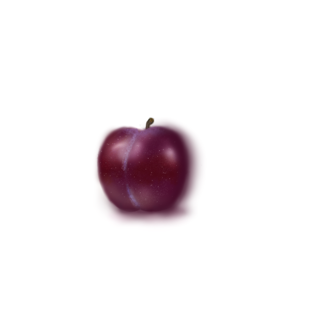 Plum.     Fruit drawing