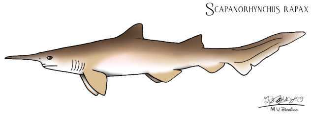 Scapanorhynchus rapax