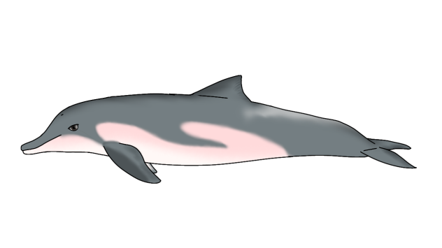 Tucuxi render