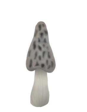 ☆Morell mushroom☆