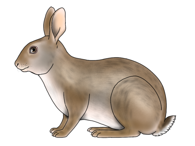 Swamp Rabbit2