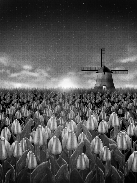 Tulip field (Sunset)