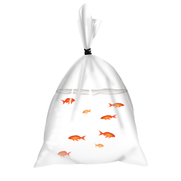 bag of fishis after winning fish game