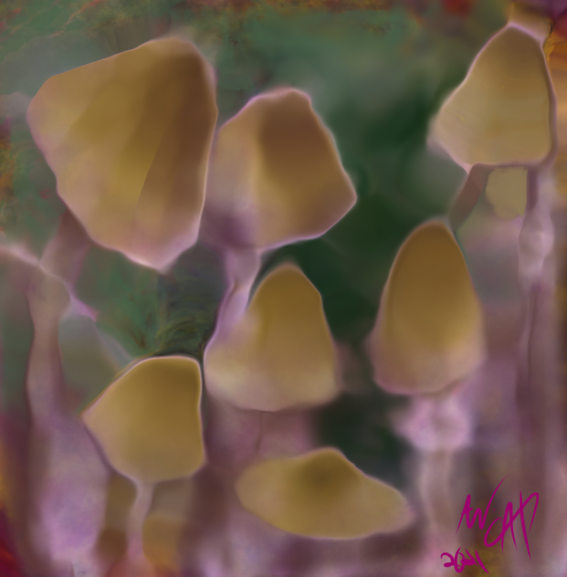 shrooms